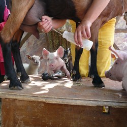 Les animaux attendent le biberon