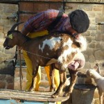 Tiligolo montre le lait de chèvre