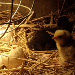 Naissance des poussins en direct