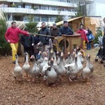 La transhumance dans la ville