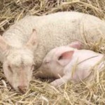 Le cochon et l'agneau