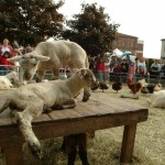 La ferme de Tiligolo sur la place de la mairie 2