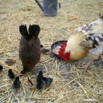 La poule, le coq et les poussins