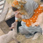 Un biberon pour l'agneau