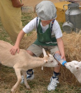 Pendant le spectacle, les enfants donnent à manger aux animaux