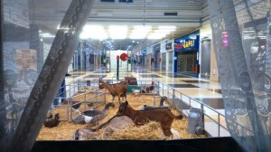 Tiligologaleriemarchande Les animaux se préparent avant l'ouverture de la galerie