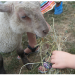 Un jeune enfant nourrit un agneau