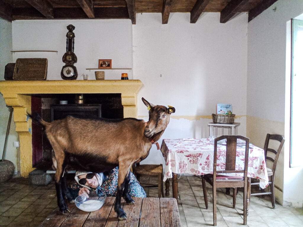 La traite de Madame Chaussette par Mémé Ginette