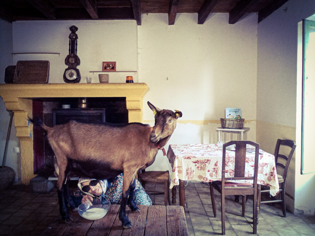 La traite de Madame Chaussette par Mémé Ginette